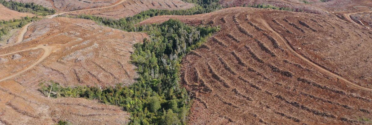 Mapuche Activists Denounce Genocide and Forest Monocultures