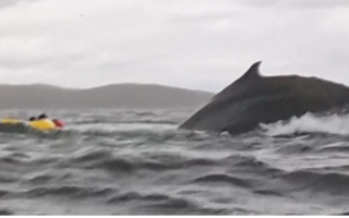 Dramatic Kayak Encounter with Humpback Whale
