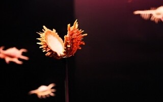 Largest Shell Exhibition Opens in Santiago | Ours Abroad News