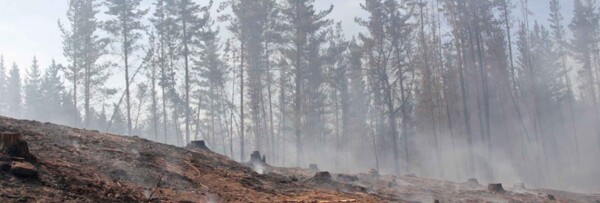 Wildfires Threaten Apiculture and Native Forests in Florida
