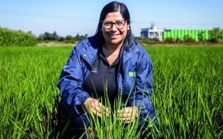 Innovative Rice Farming in Chile Tackles Water Shortage